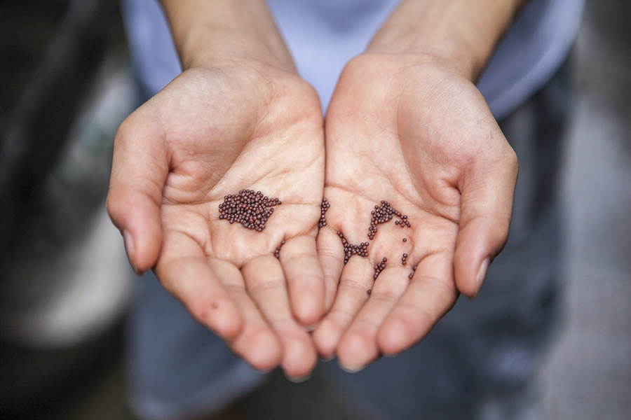 mustardseed1